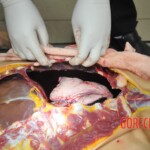 Chinese woman stabbed to death