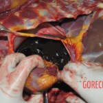 Chinese woman stabbed to death