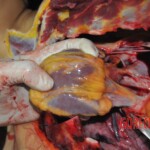 Chinese woman stabbed to death