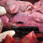 Chinese woman stabbed to death