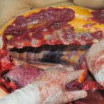 Chinese woman stabbed to death