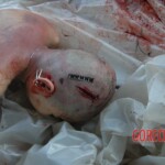 Girl murdered with axe