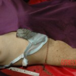 Raped and murdered girl