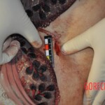 Murdered Chinese girl