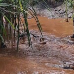 Stabbed woman in river