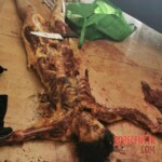 Ingrid Escamilla Vargas