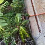 Diana Marcela Caicedo López