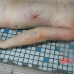 Raped young woman chooses suicide