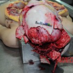 Dead woman with tored pussy