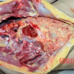 Dead woman with tored pussy