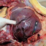 Dead woman with tored pussy