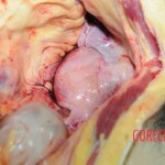 Dead woman with tored pussy