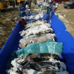 Victims of 2004 tsunami