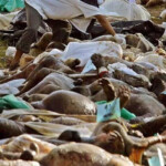 Victims of 2004 tsunami