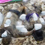 Victims of 2004 tsunami