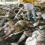 Victims of 2004 tsunami