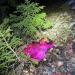 Bear attack in Slovakia