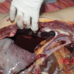 Young Chinese woman brutally stabbed to death in her bed