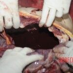 Young Chinese woman brutally stabbed to death in her bed