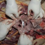 Young Chinese woman brutally stabbed to death in her bed