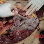 Young Chinese woman brutally stabbed to death in her bed