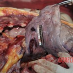 Young Chinese woman brutally stabbed to death in her bed