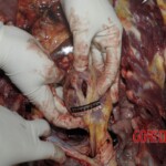 Young Chinese woman brutally stabbed to death in her bed