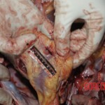 Young Chinese woman brutally stabbed to death in her bed