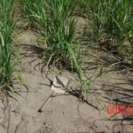 Damaris Josielle Santos