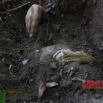 Damaris Josielle Santos