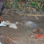 Damaris Josielle Santos