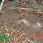 Damaris Josielle Santos