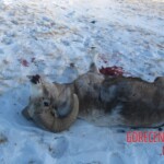 Teletskoye helicopter crash