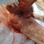 Bestially raped woman