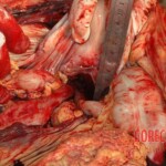 Bestially raped woman