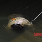 Drowned woman in morgue