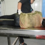 Drowned woman in morgue