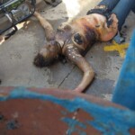 Michele Pinto da Silva