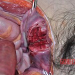 Dead skinny tattooed girl