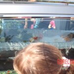 Funeral of Romanian girl