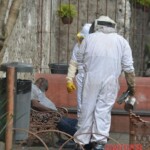 Africanized bees attack