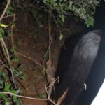 Raped and hanged Chinese woman