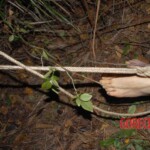 Raped and hanged Chinese woman