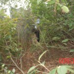 Raped and hanged Chinese woman