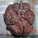 Raped young Chinese woman in morgue