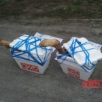 Dismembered gangster