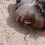 Decapitated islamist soldiers in Mali