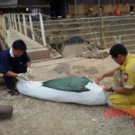 Drowned and bloated Thai woman