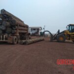 Man crushed by wood log