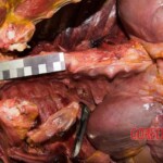 Woman murdered by son